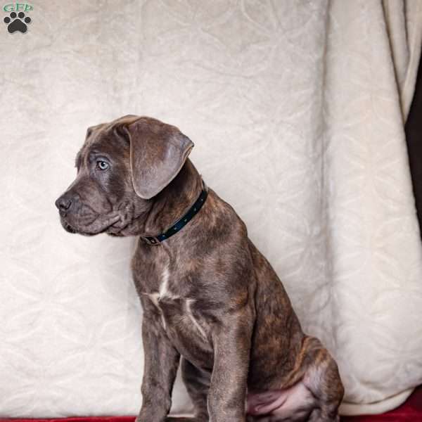 Elon, Cane Corso Puppy